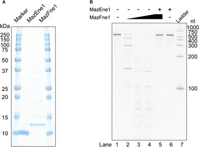 <mark class="highlighted">Nitrosomonas europaea</mark> MazF Specifically Recognises the UGG Motif and Promotes Selective RNA Degradation
